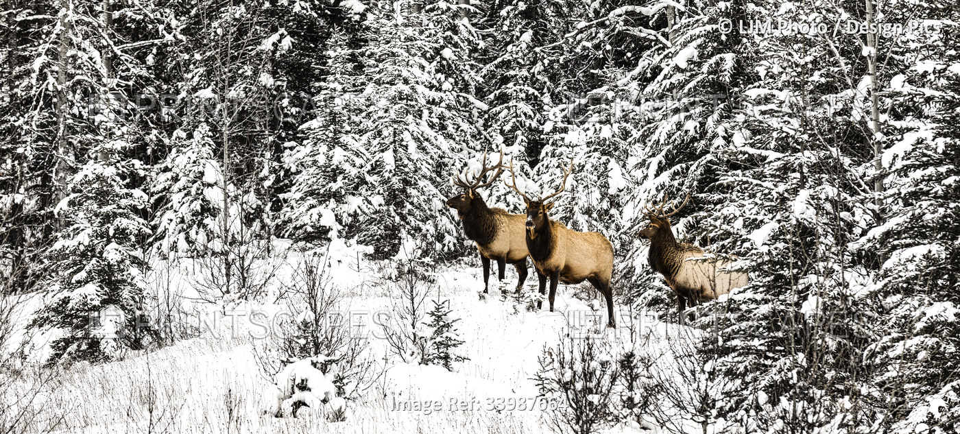 Three bull elk (Cervus elaphus canadensis) standing in a snow-covered forest ...