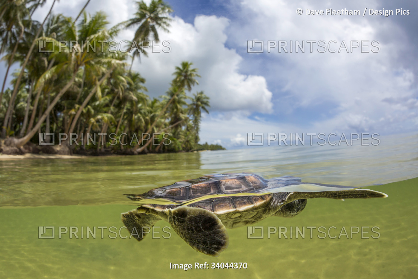 Split view of a newly hatched baby Green sea turtle (Chelonia mydas), an ...