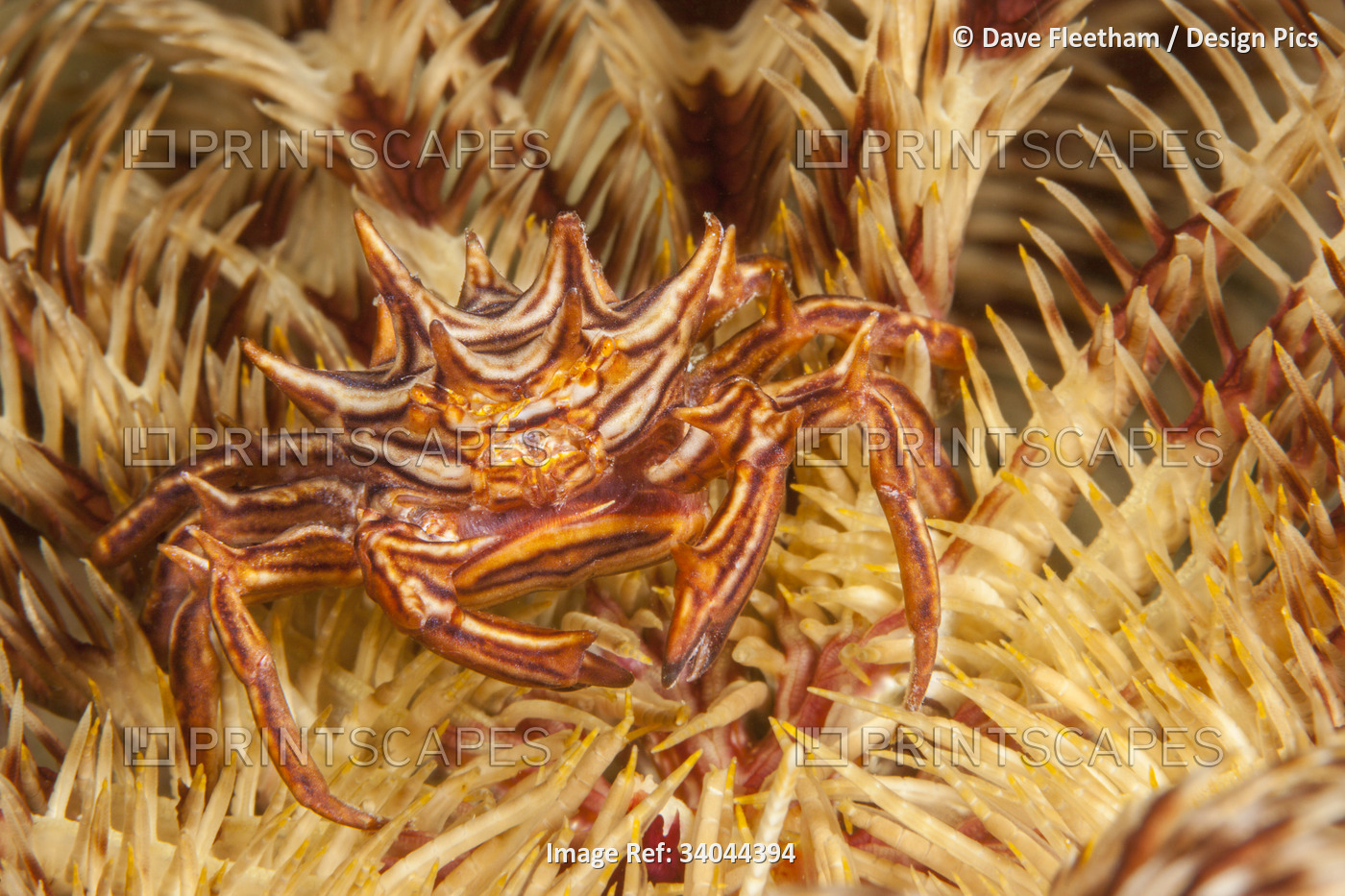 The Zebra urchin crab (Zebrida adamsii), as the name suggests, is usually found ...