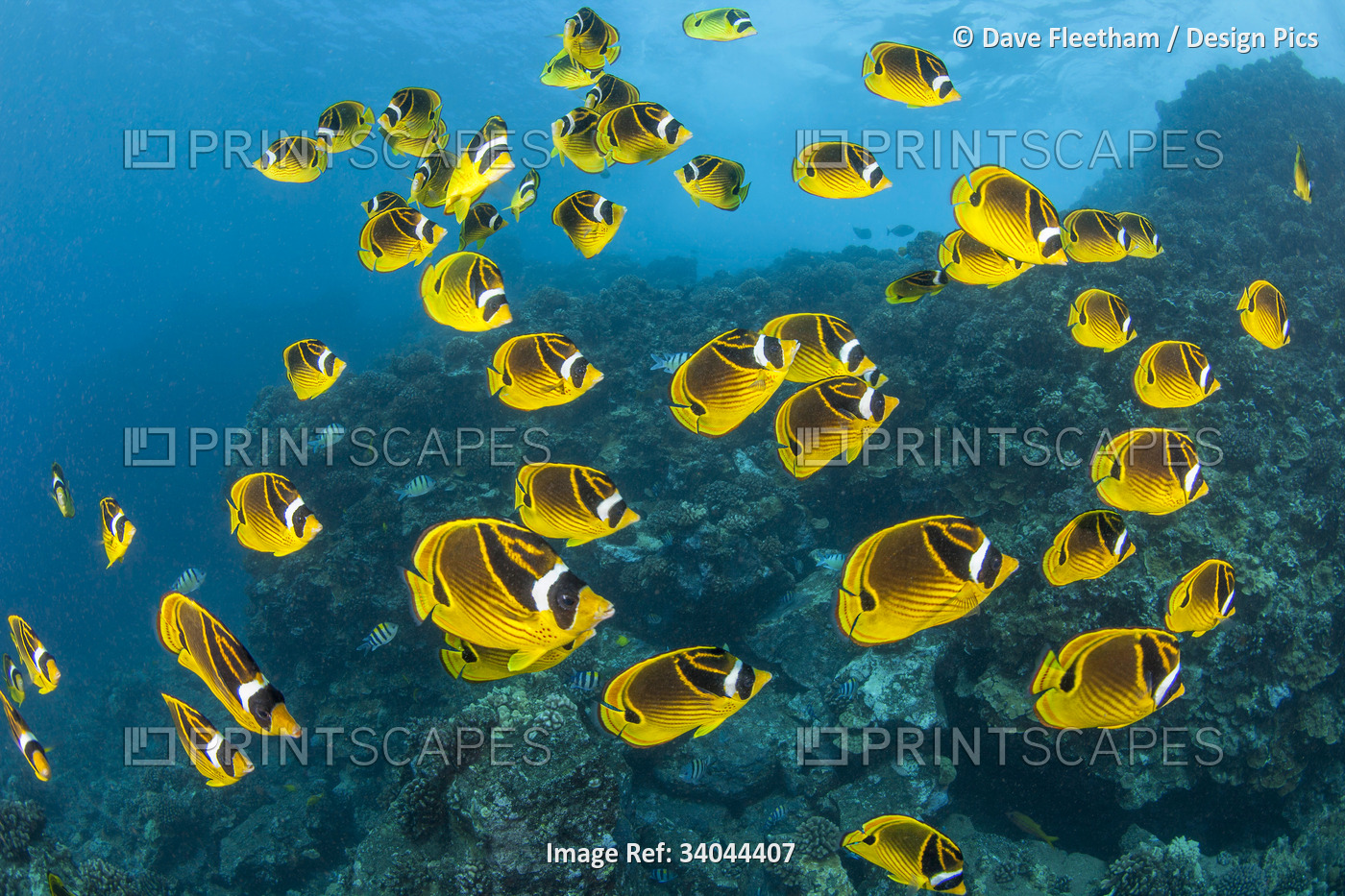 Raccoon butterflyfish (Chaetodon lunula) can sometimes be found in large ...