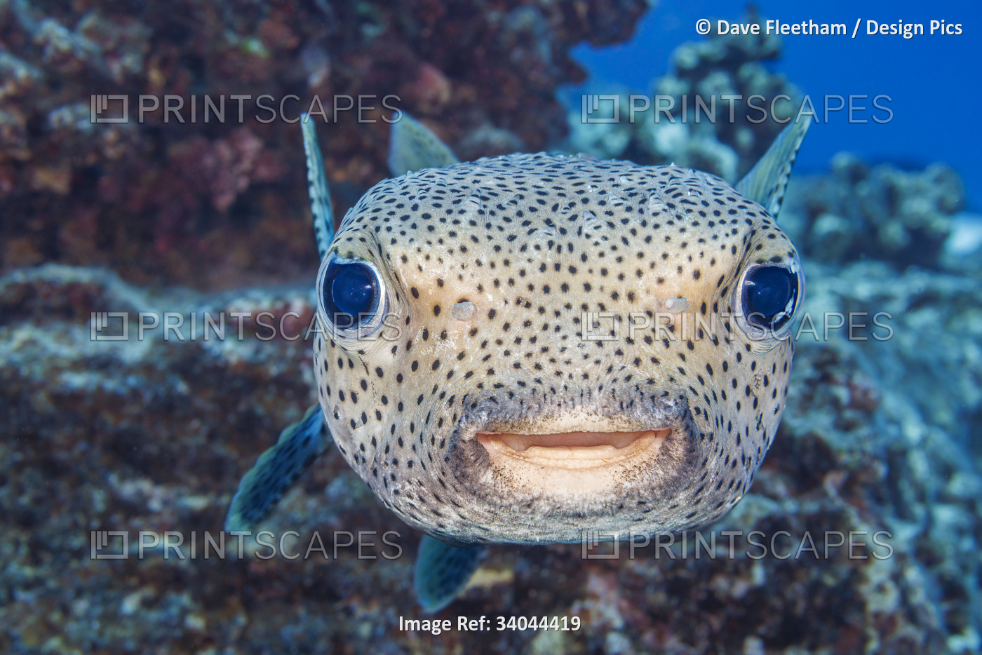 The Spotted porcupinefish (Diodon hystrix) feed primarily at night on hard ...