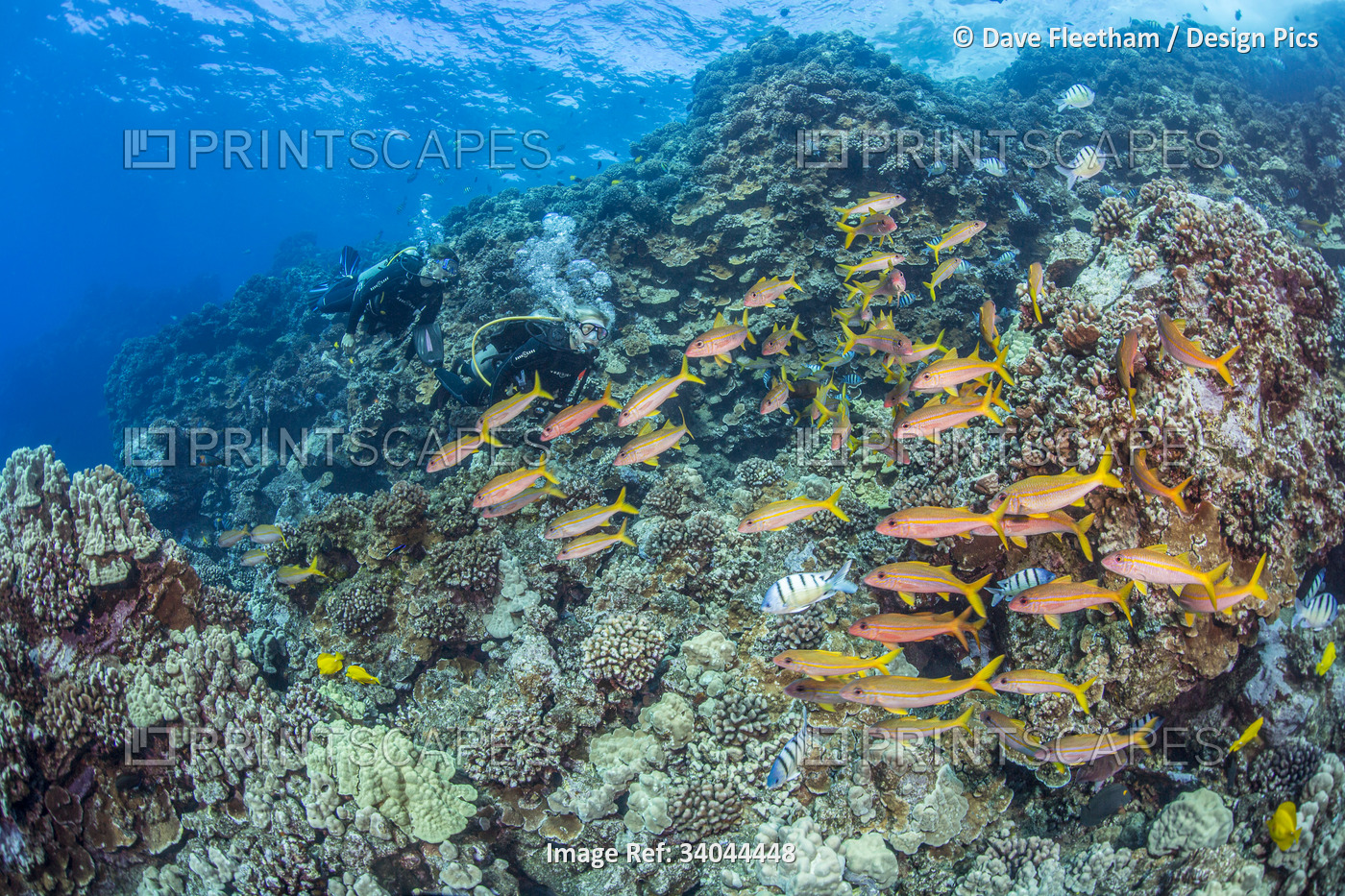 Divers pictured with Yellowfin goatfish (Mulloidichthys vanicolensis) over a ...