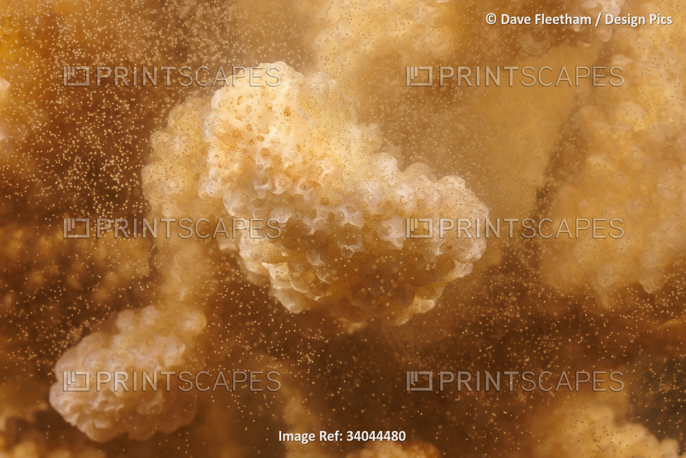 A close look at the spawning polyps of cauliflower coral (Pocillopora ...
