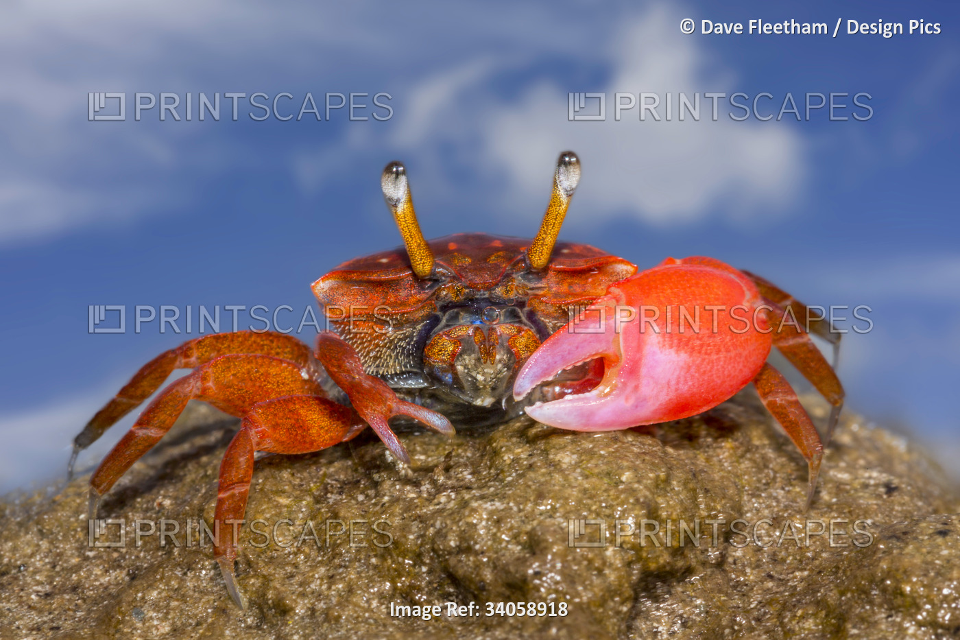 Close-up of a Fiddler Crab (Uca sp.) on a rock on the island of Yap, ...