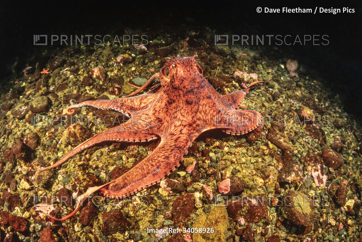 Giant Pacific octopus (Enteroctopus dolfleini), or North Pacific giant octopus; ...