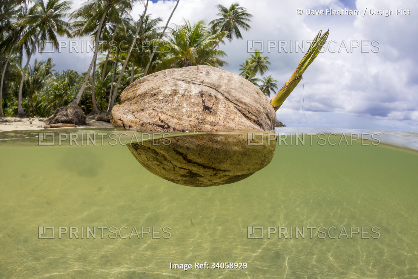 A sprouting coconut floats in the ocean off the island of Yap, Micronesia; Yap, ...