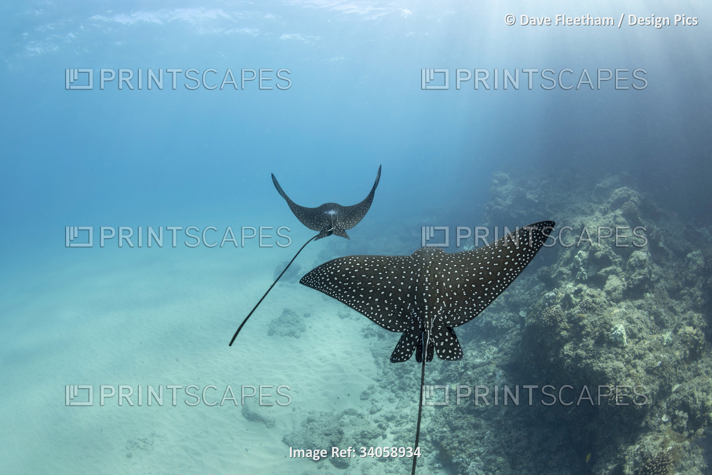 Spotted Eagle Rays (Aetobatis narinari) reach over six feet in wingspan and are ...
