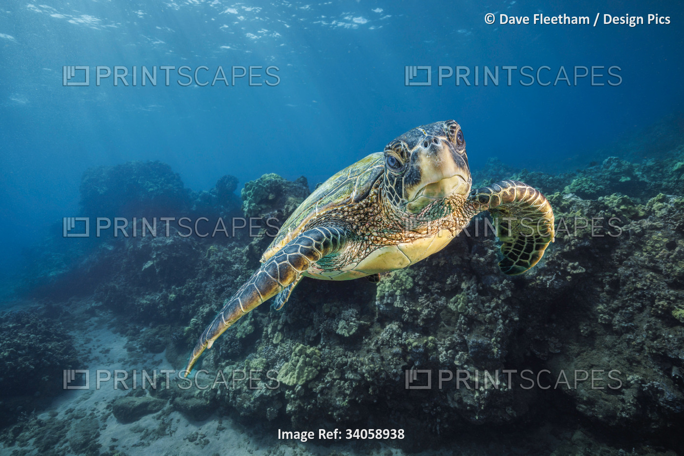 A Green sea turtle (Chelonia mydas), an endangered species, glides past an ...