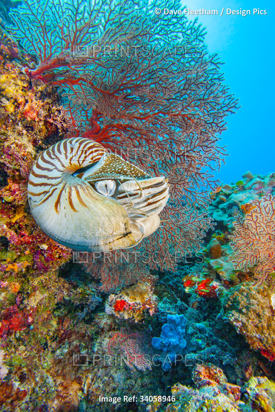The Palau chambered nautilus (Nautilus belauensis) is mainly found in the ...