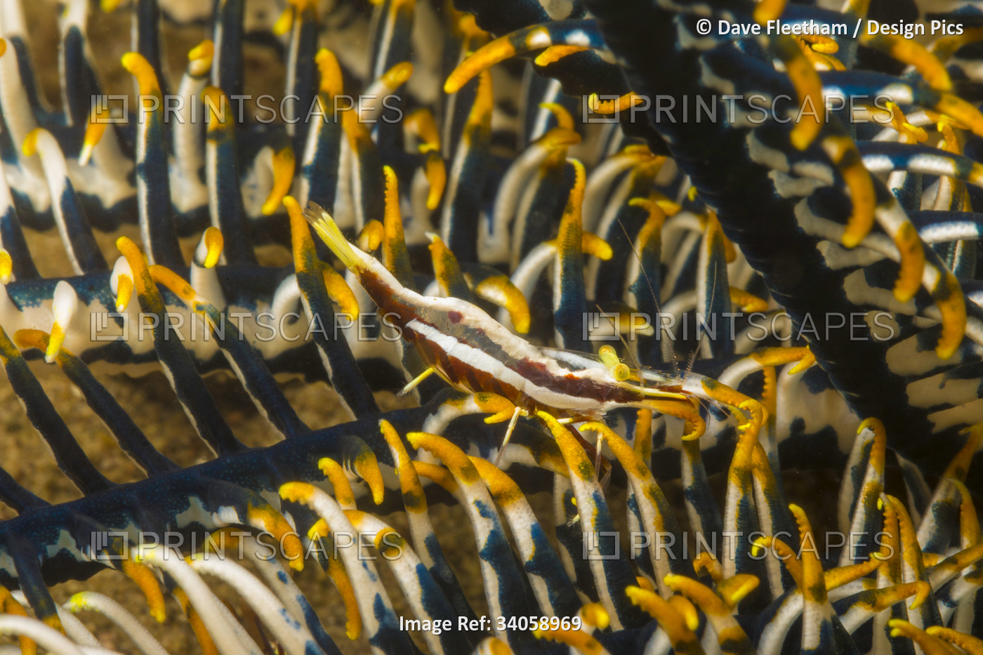 A Crinoid commensal shrimp (Periclimenes cornutus) on a crinoid, Philippines. ...