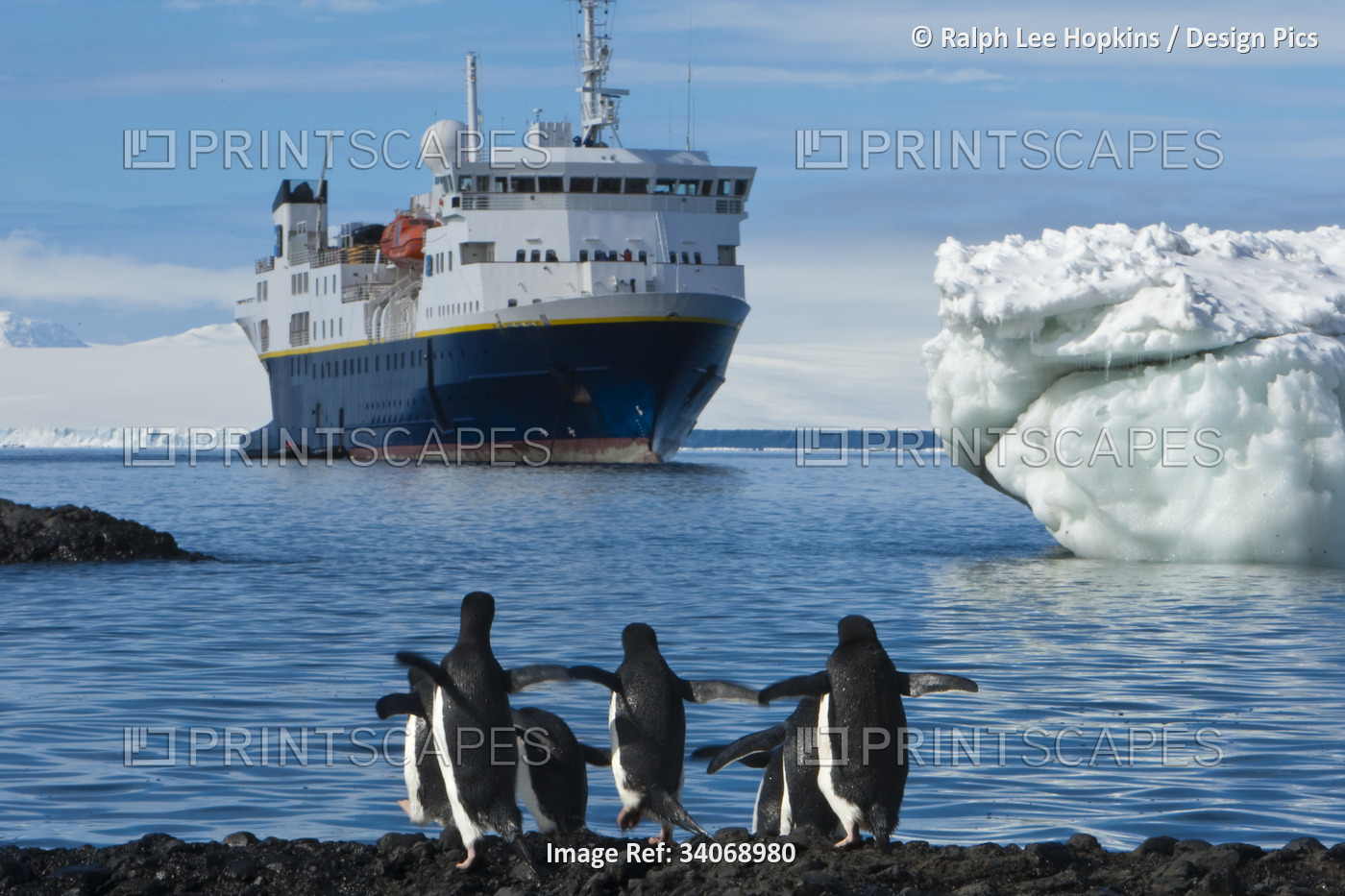 Adelie penguins walk on a beach where a cruise ship is anchored.