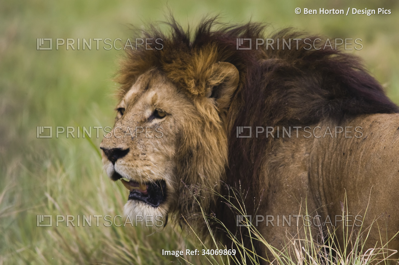 A lion roams the tall grass in the Serengeti.