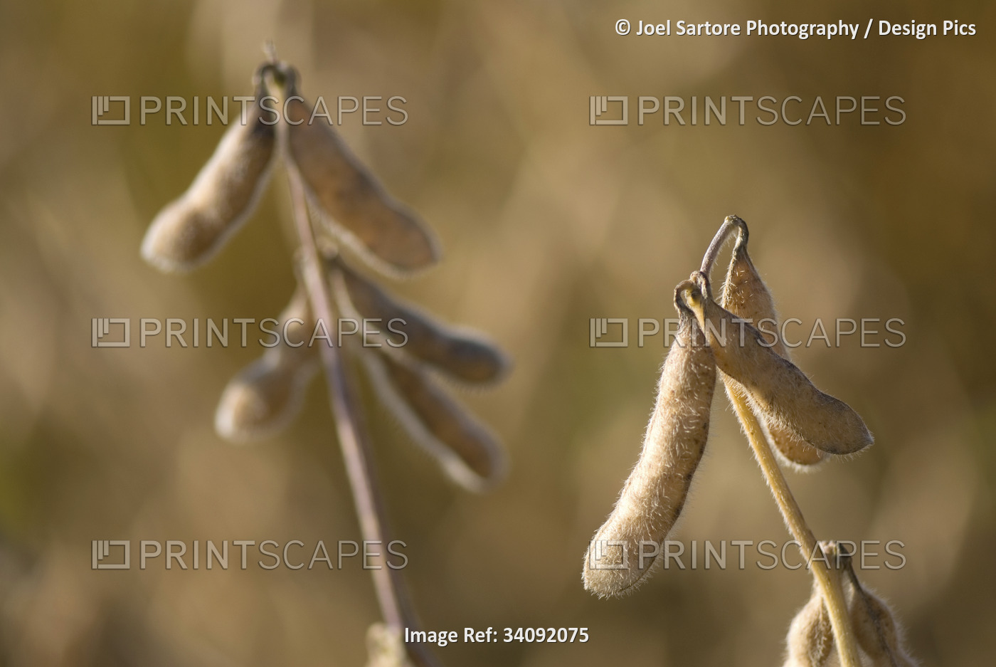 Close-up of Soybeans (Glycine max) on a plant; Grand Island, Nebraska, United ...