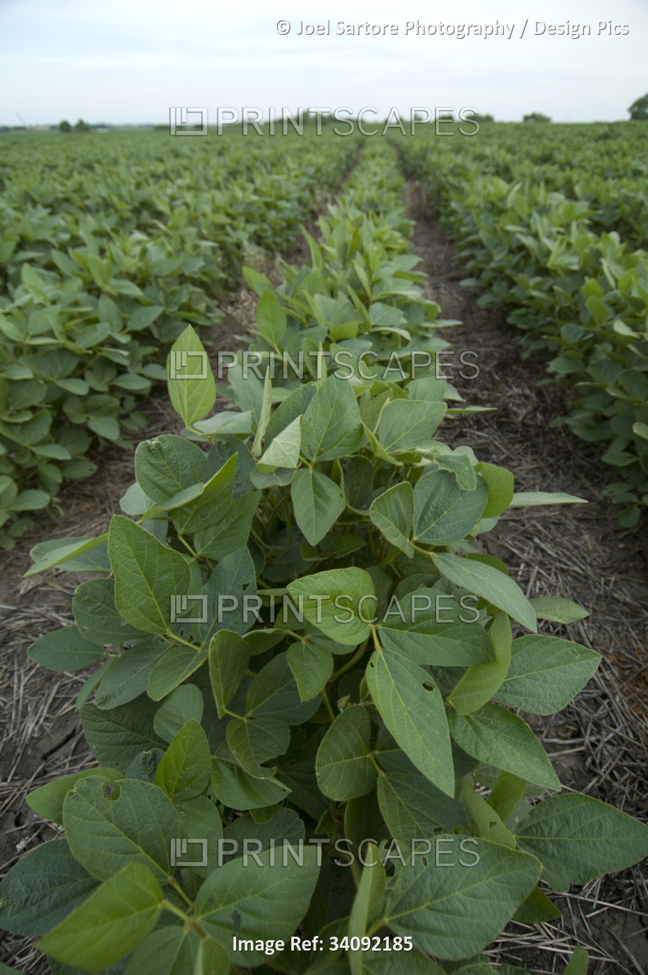 Rows of soybean plants (Glycine max) on a farm field in Nebraska, USA; ...