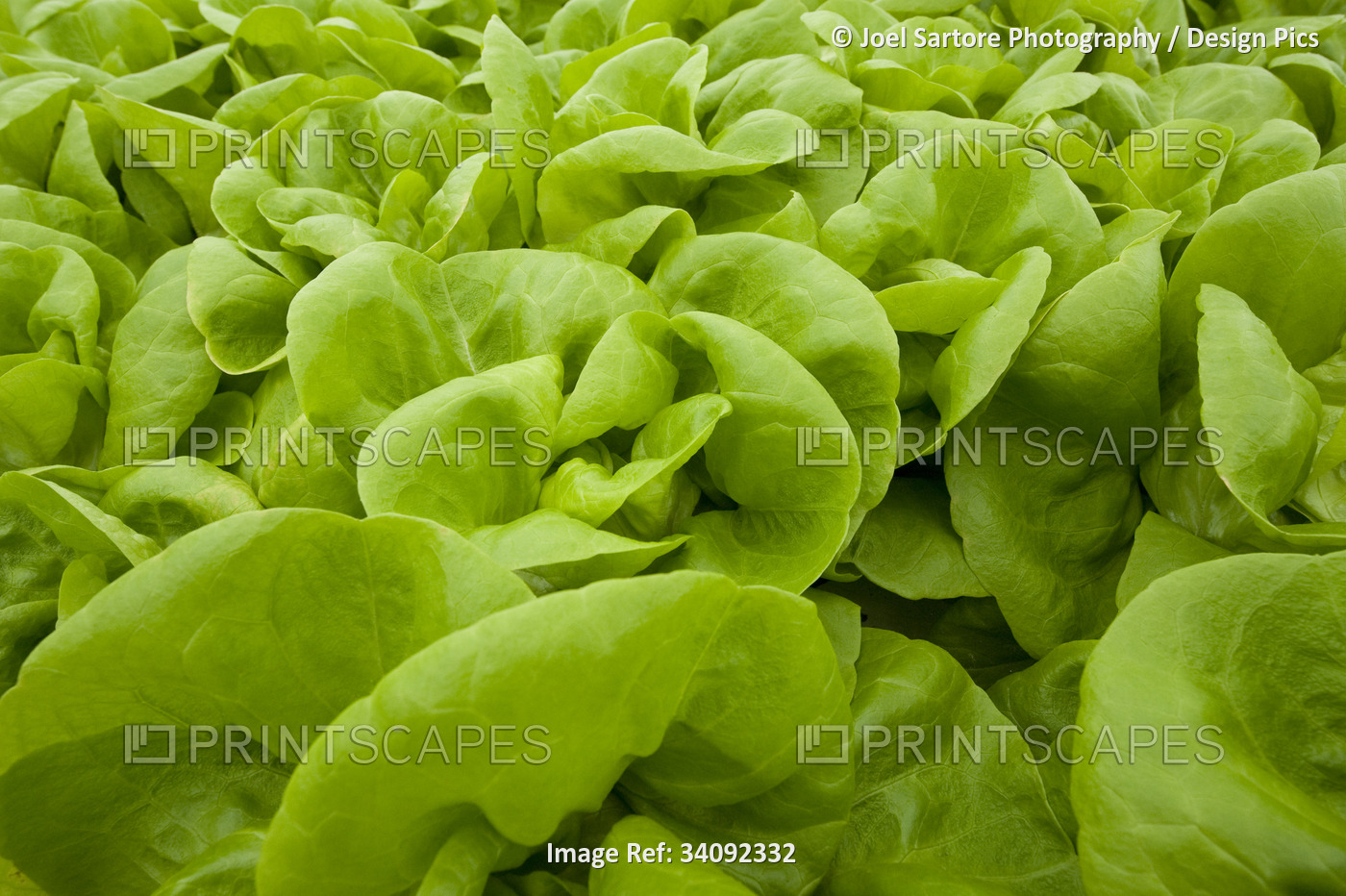 Close-up of vegetable greens growing in a hydroponic nursery; Stanley, Falkland ...