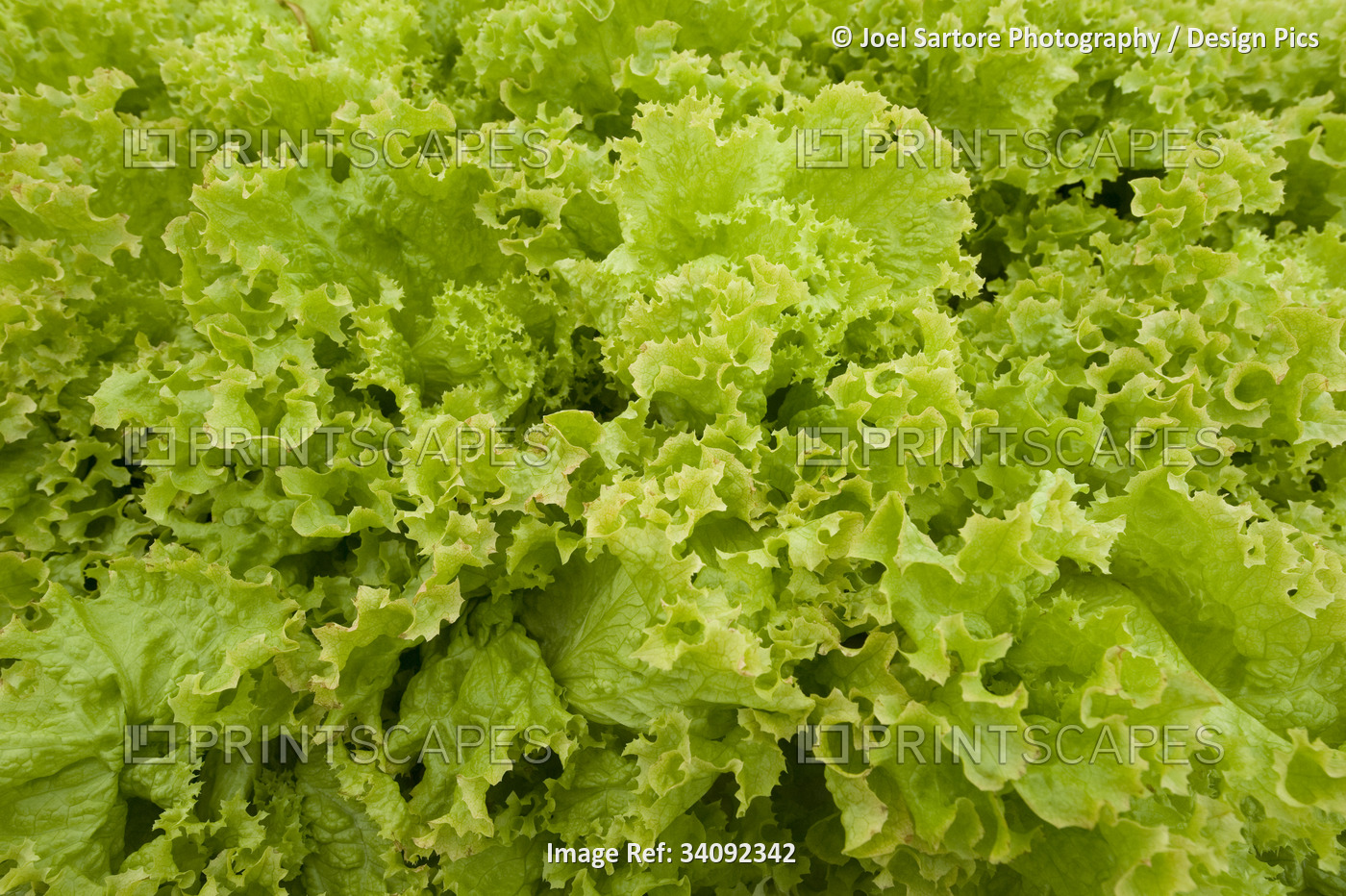 Close-up of vegetable greens growing in a hydroponic nursery; Stanley, Falkland ...