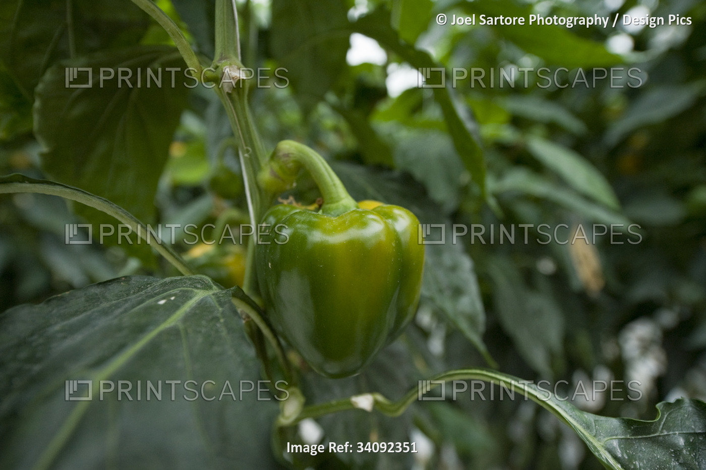 Peppers at a hydroponic nursery for vegetables; Stanley, Falkland Islands