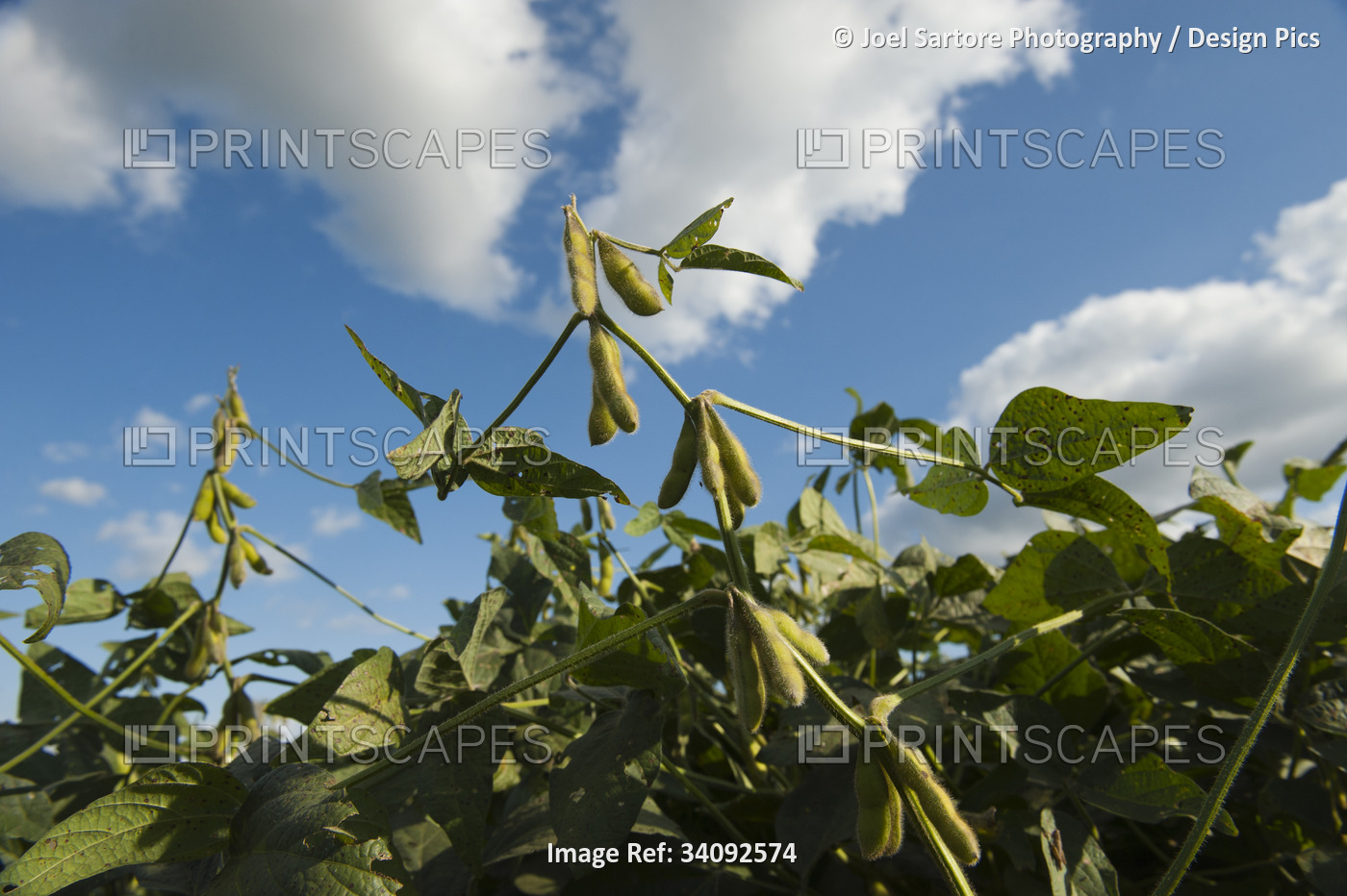 Soybeans (Glycine max) growing in sunlight; Bennet, Nebraska, United States of ...