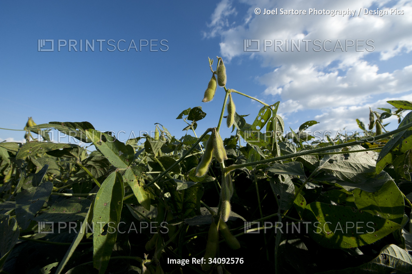 Soybean (Glycine max) crop growing in sunlight; Bennet, Nebraska, United States ...
