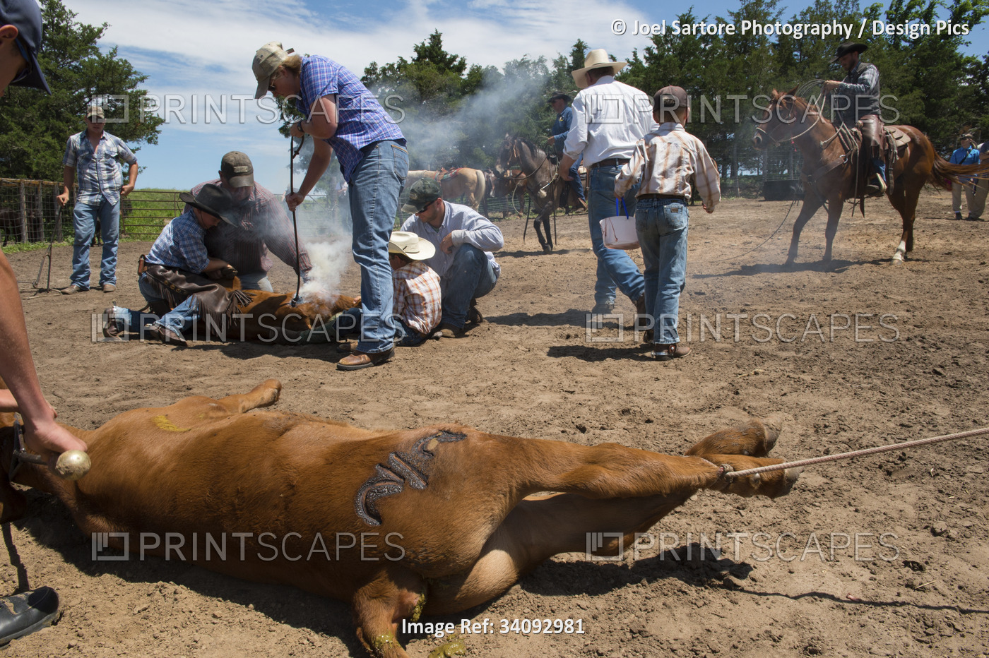 Branding cattle; Burwell, Nebraska, United States of America