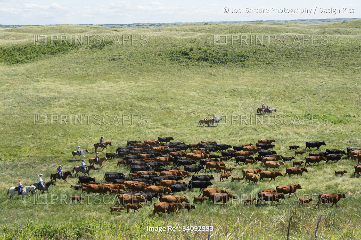 Ranchers on horseback, rounding up cattle; Burwell, Nebraska, United States of ...
