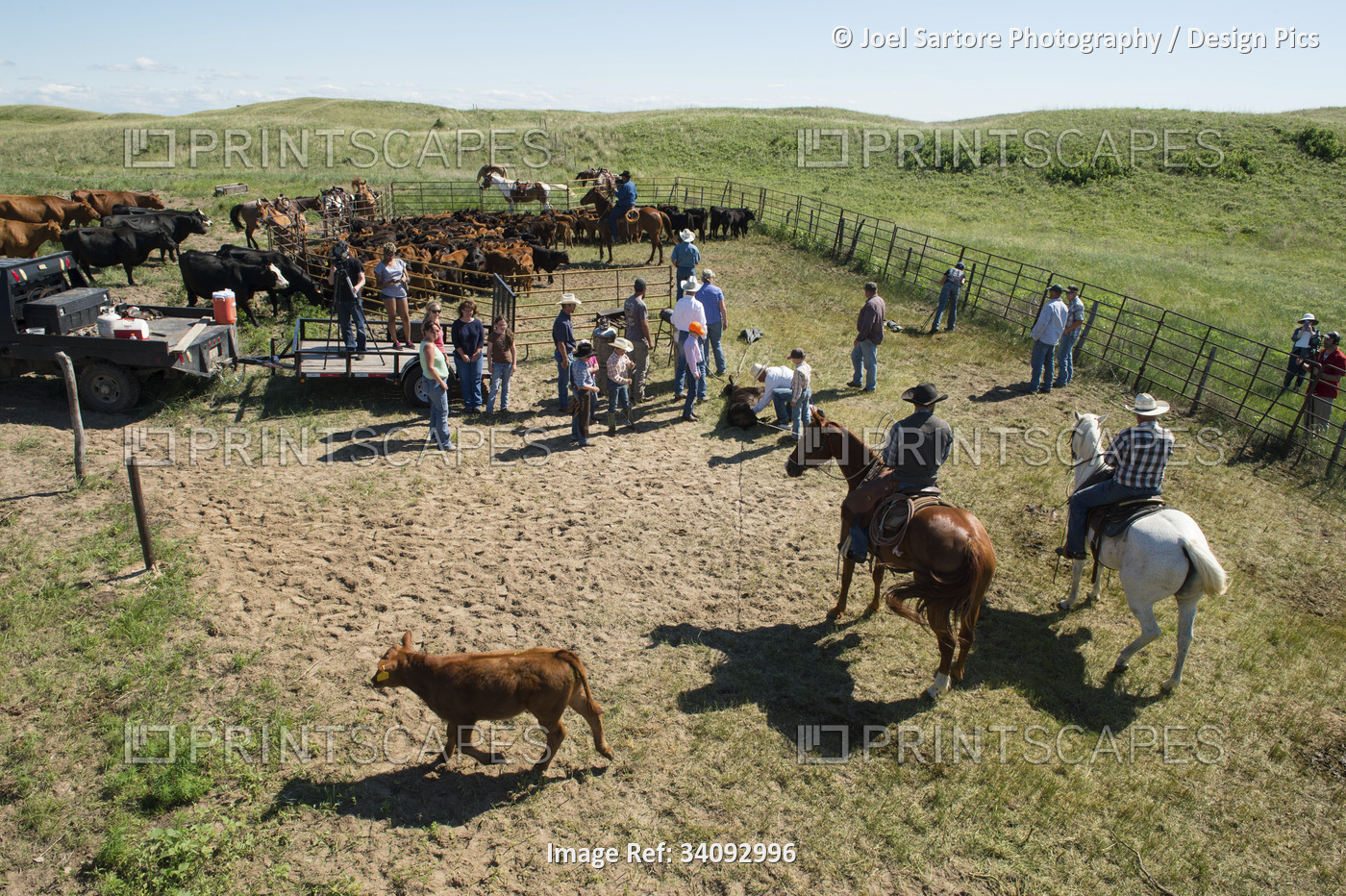 Ranchers working with cattle; Burwell, Nebraska, United States of America