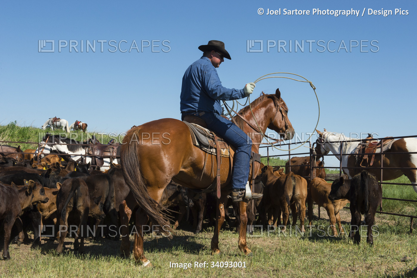 Rancher working with cattle; Burwell, Nebraska, United States of America
