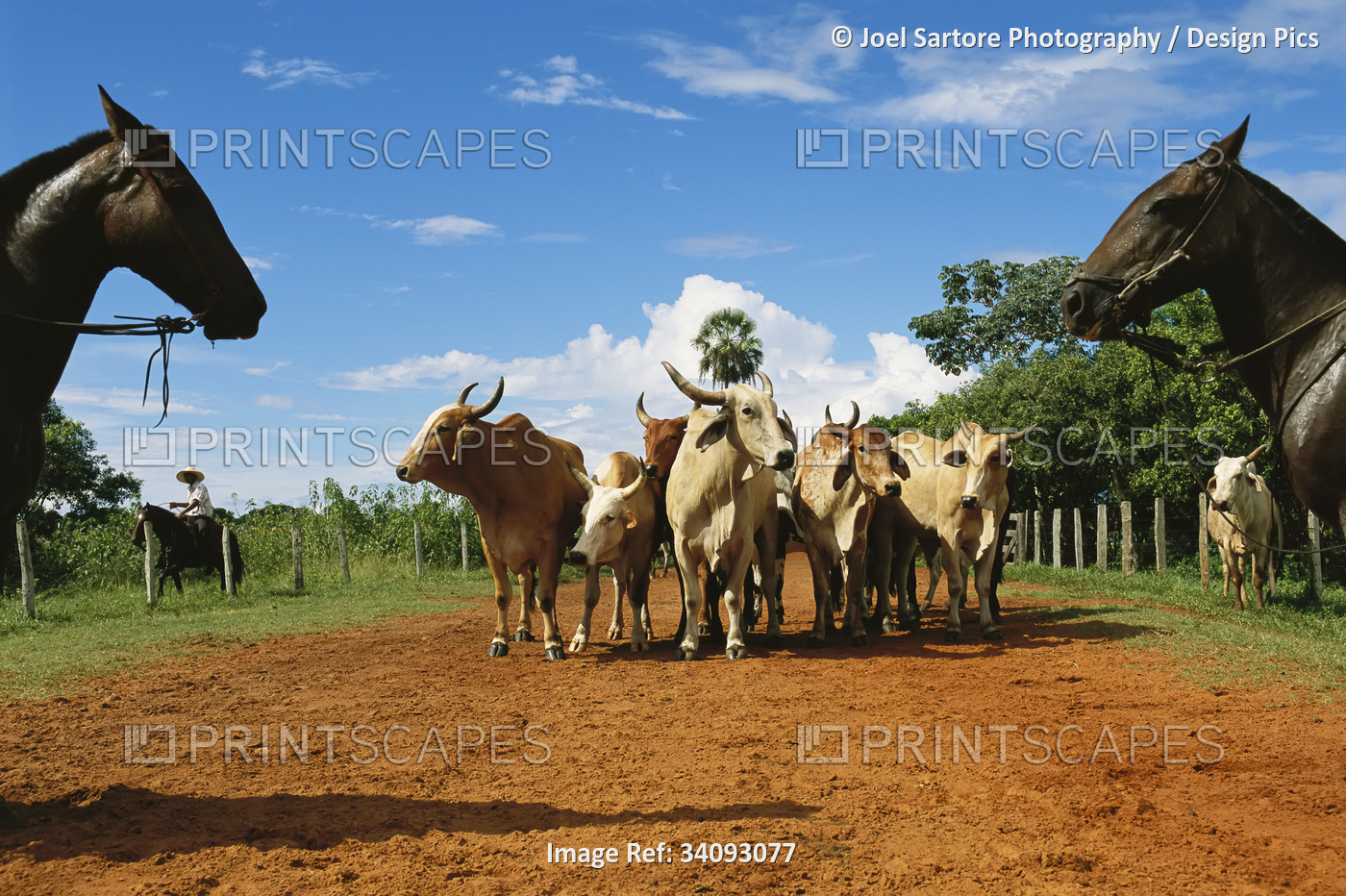 Cowboys surround a small group of zebu cattle; Pantanal, Brazil