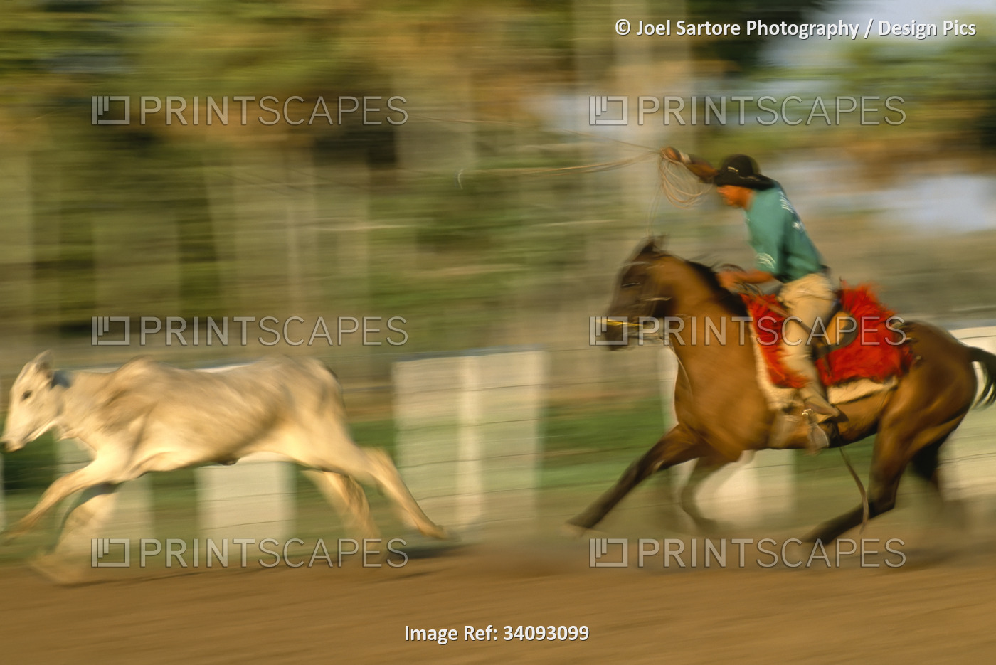 A cowboy on horseback swings a lasso after a running zebu calf; Pantanal, Brazil
