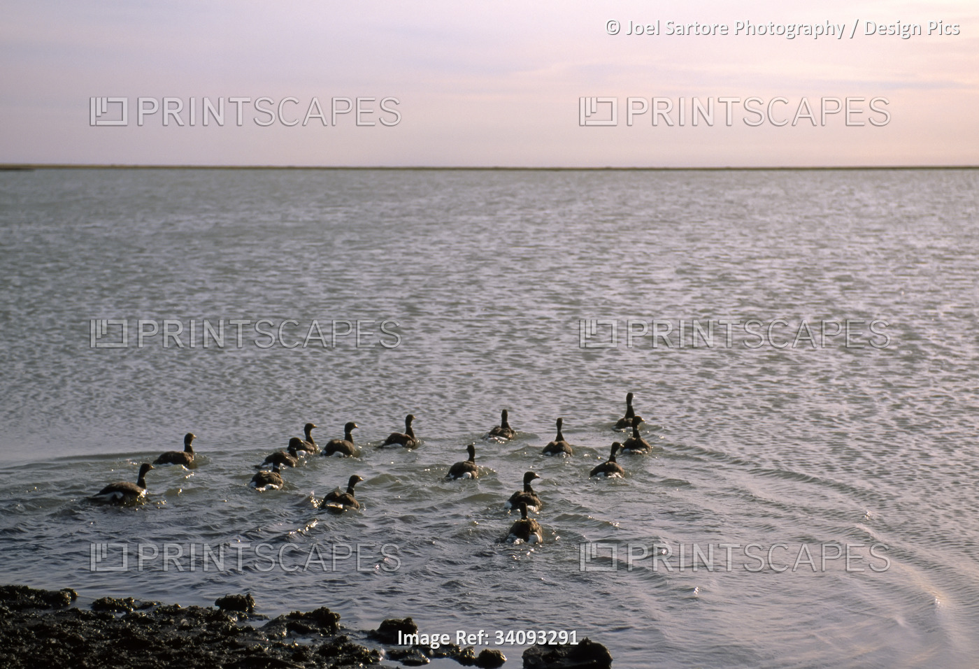Flock of Black brant geese (Branta bernicla nigricans) swimming away from shore ...