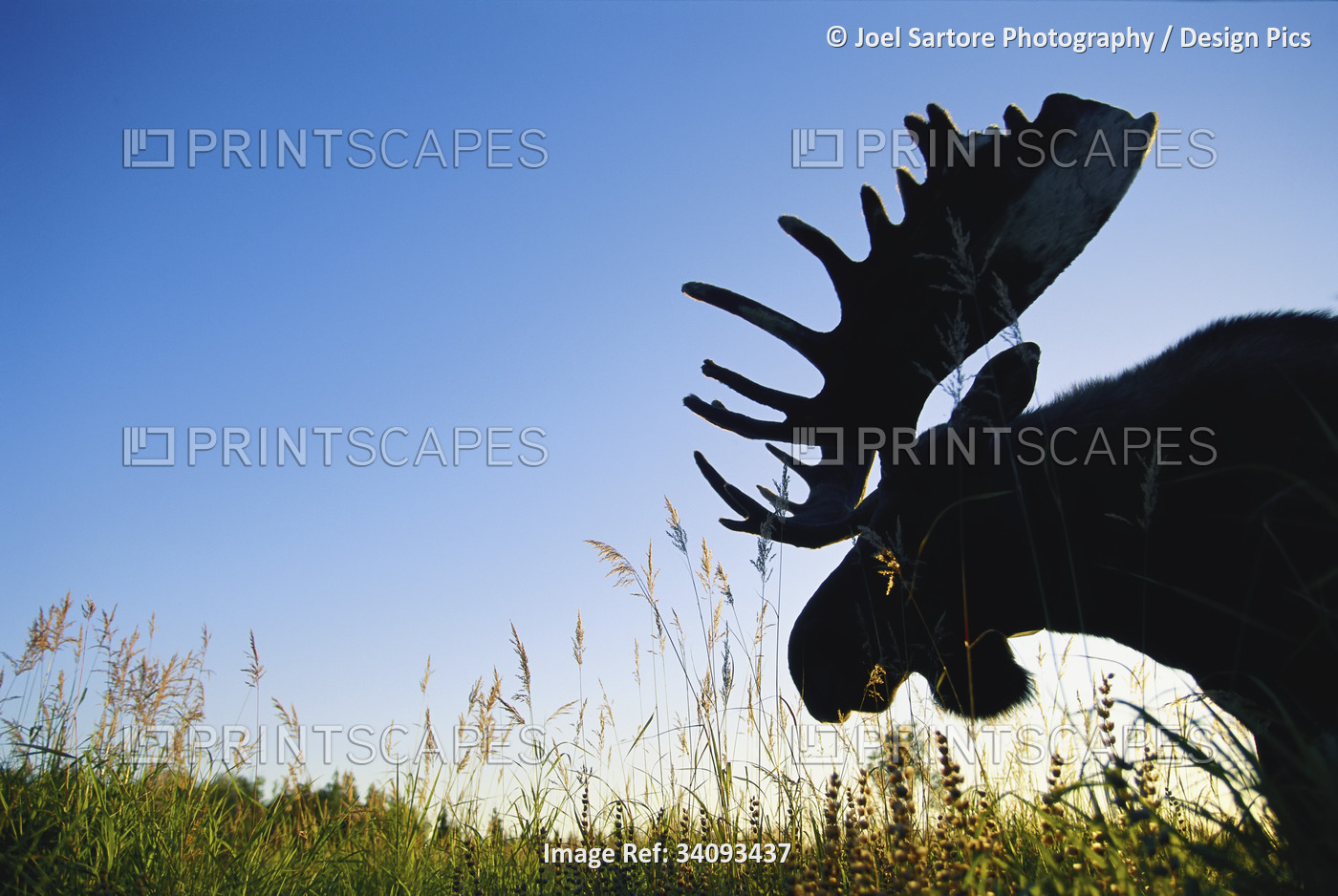 Moose head (Alces alces) silhouetted against the landscape in Kenai National ...