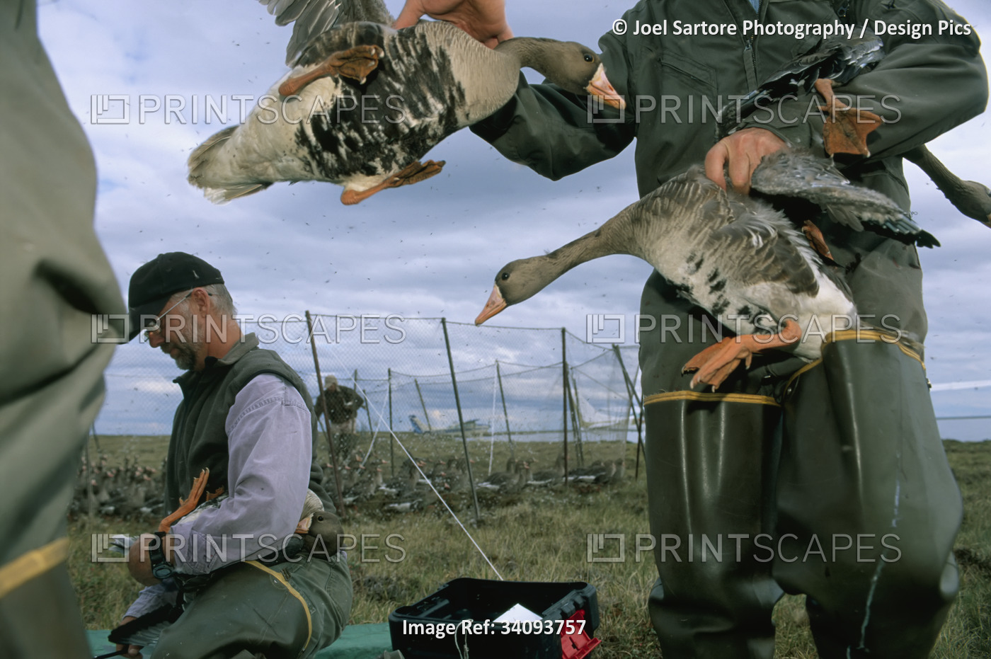 Researchers tag Greater white fronted geese (Anser albifrons); North Slope, ...