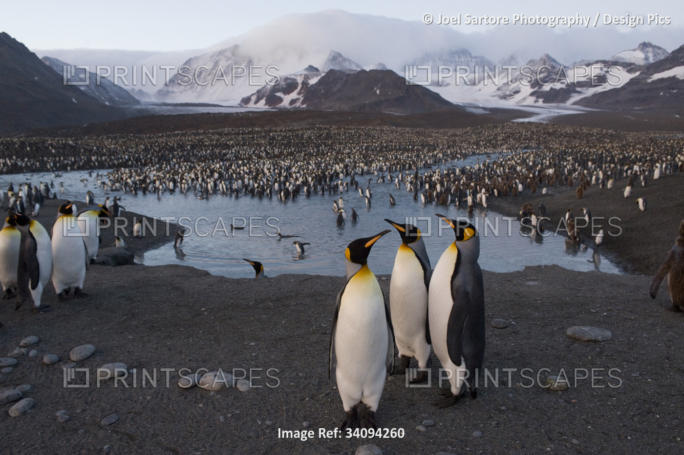 King penguins, Aptenodytes patagonicus, in a massive rookery.; St. Andrew's ...