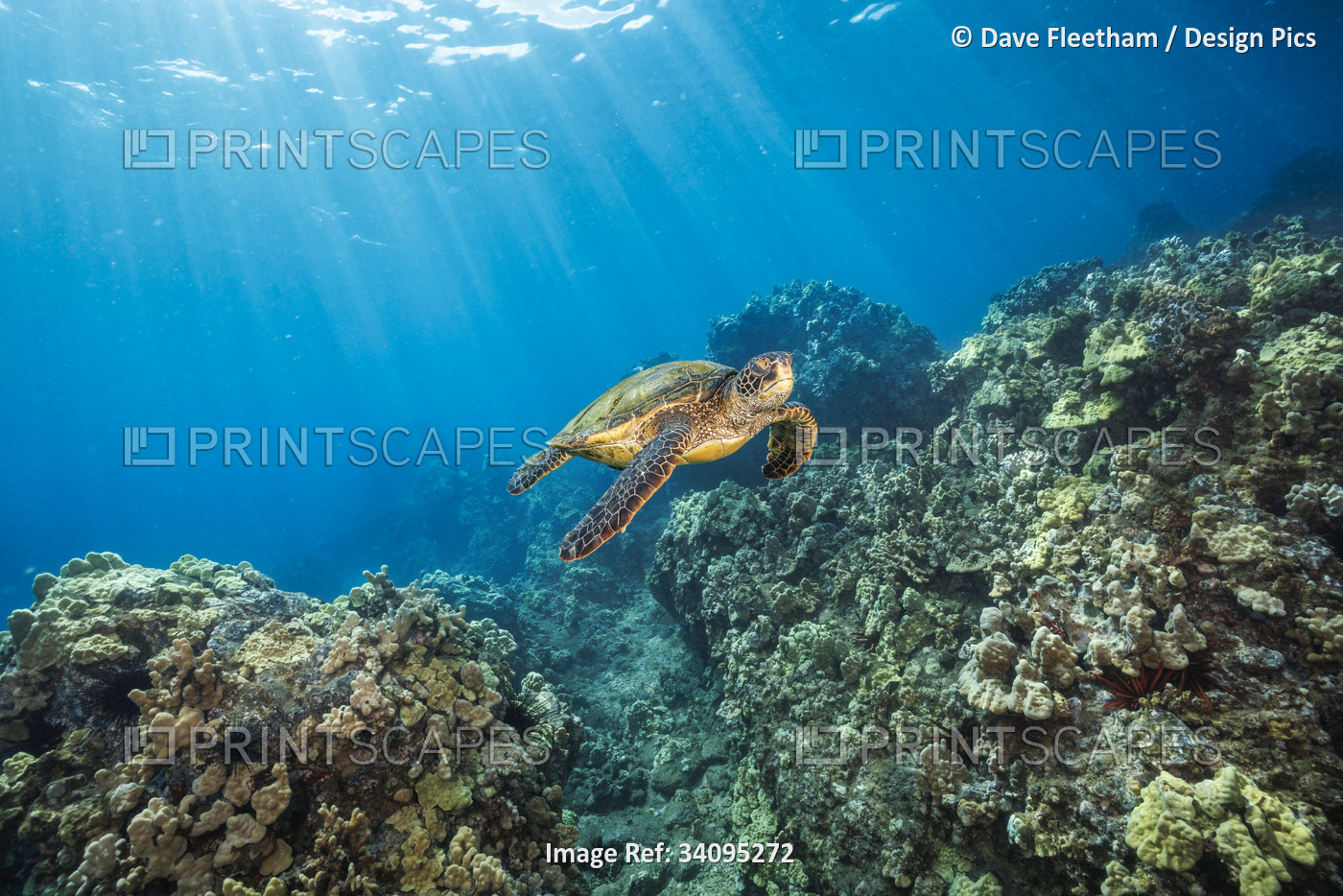 A Green sea turtle (Chelonia mydas), an endangered species, glides over a reef ...