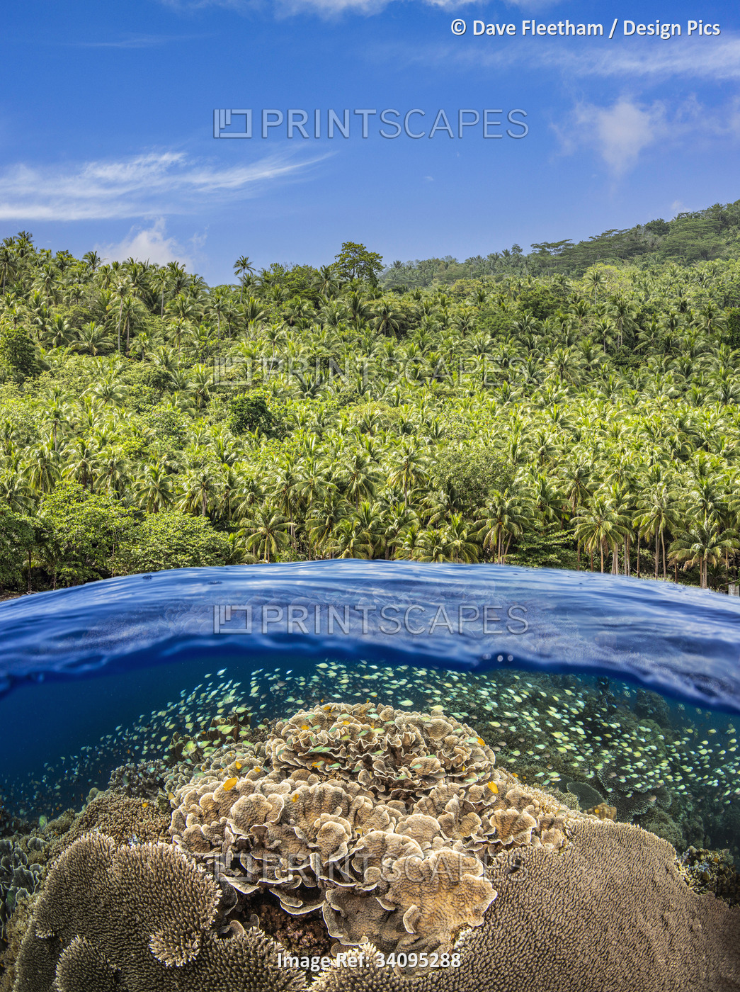 Split view with a shallow hard coral reef and schooling fish below and a palm ...