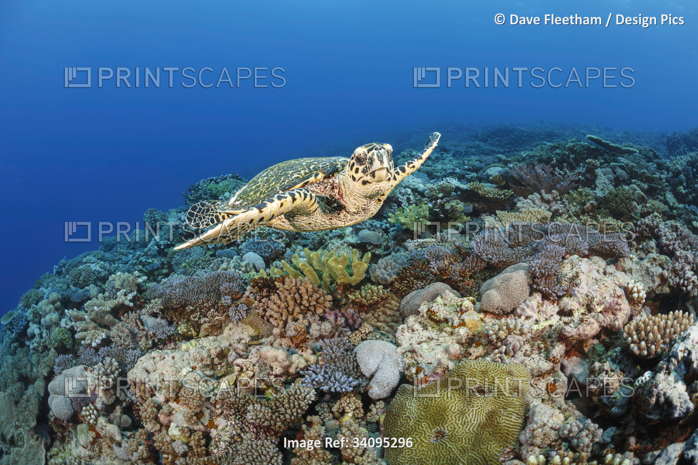 A critically endangered Hawksbill sea turtle (Eretmochelys imbricata) glides ...