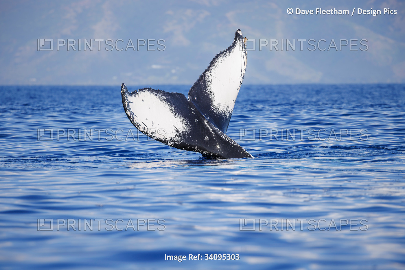 The tail of a Humpback whale (Megaptera novaeangliae) seen off the coast of ...