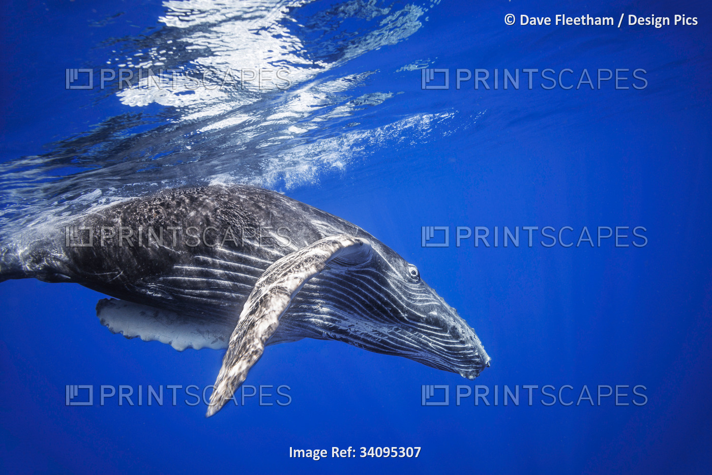 Humpback whale (Megaptera novaeangliae) swimming underwater just below the ...