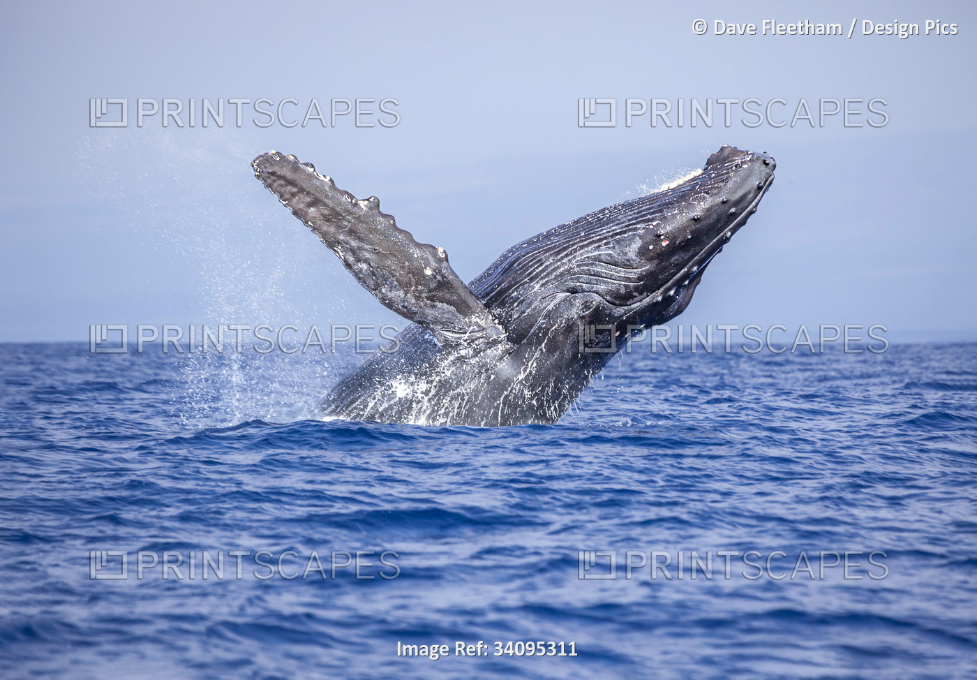 Breaching Humpback Whale (Megaptera novaeangliae); Hawaii, United States of ...