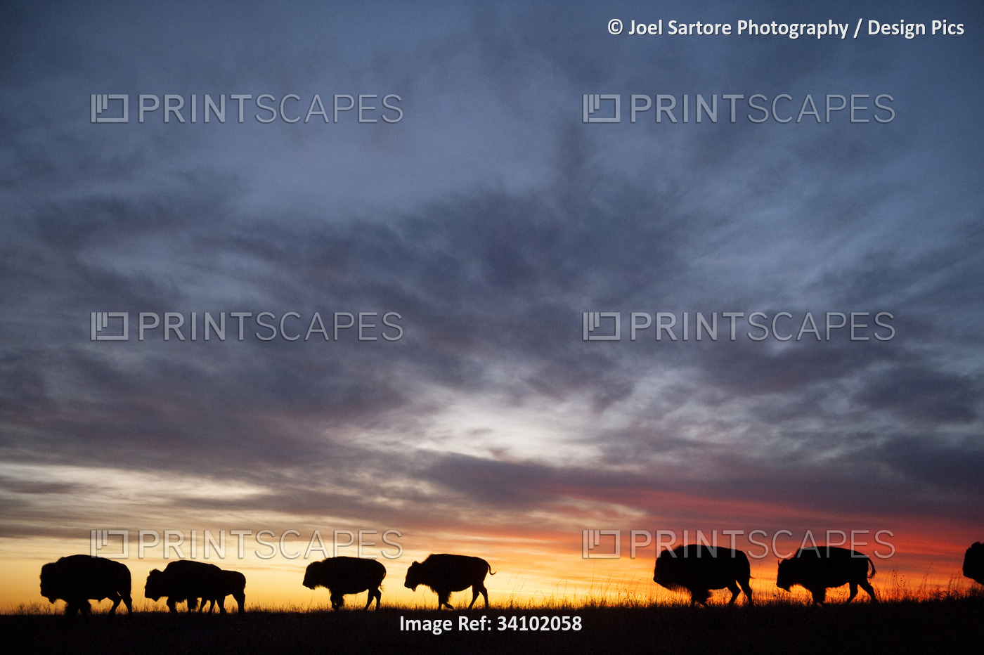 Silhouetted herd of bison (Bison bison) roaming along the horizon at sunset on ...