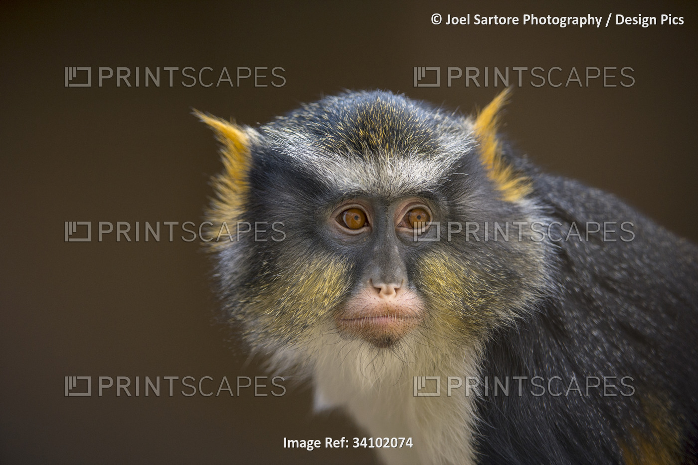 Portrait of a Wolf's guenon (Cercopithecus wolfi) at a zoo in Colorado Springs, ...