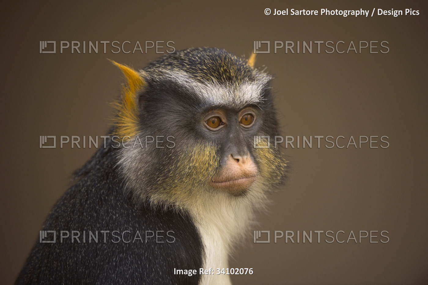 Close-up portrait of a Sykes' monkey (Cercopithecus albogularis) against a ...