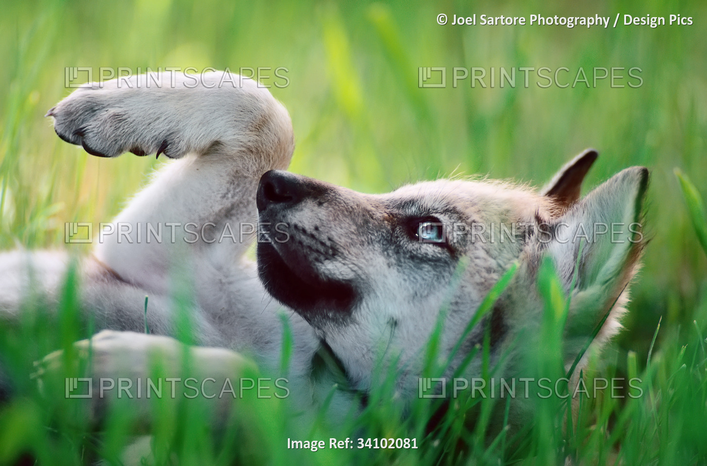 Gray wolf (Canis lupus) pup with blue eyes lying in the grass, one paw lifted ...