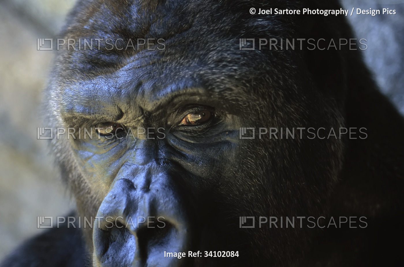 Close view of the face a gorilla (Gorilla gorilla); Florida, United States of ...