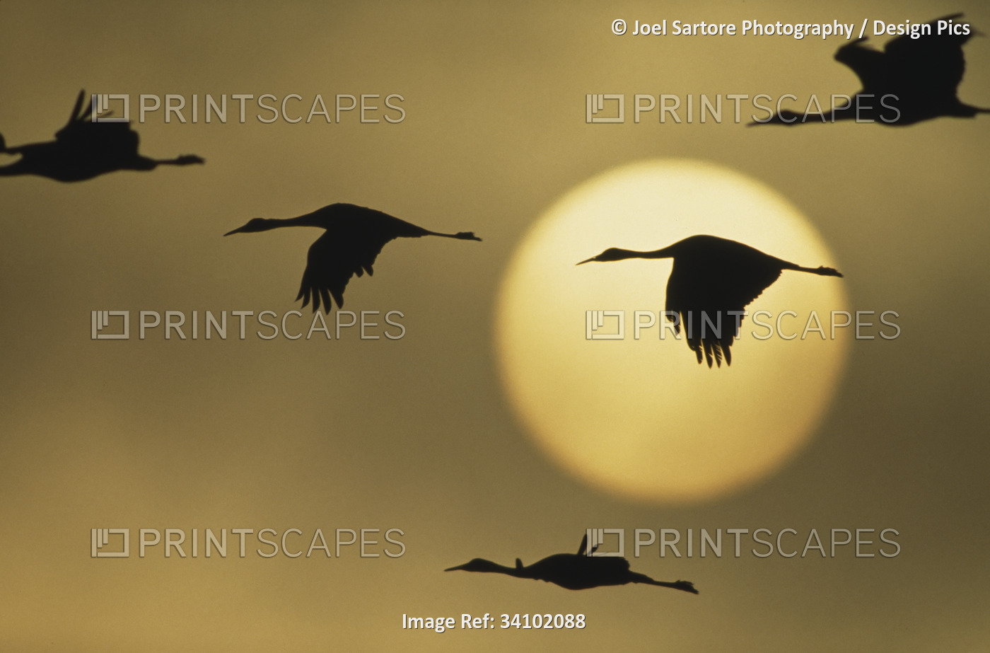 Sandhill crane (Antigone canadensis) flock of geese in flight in a warm glowing ...