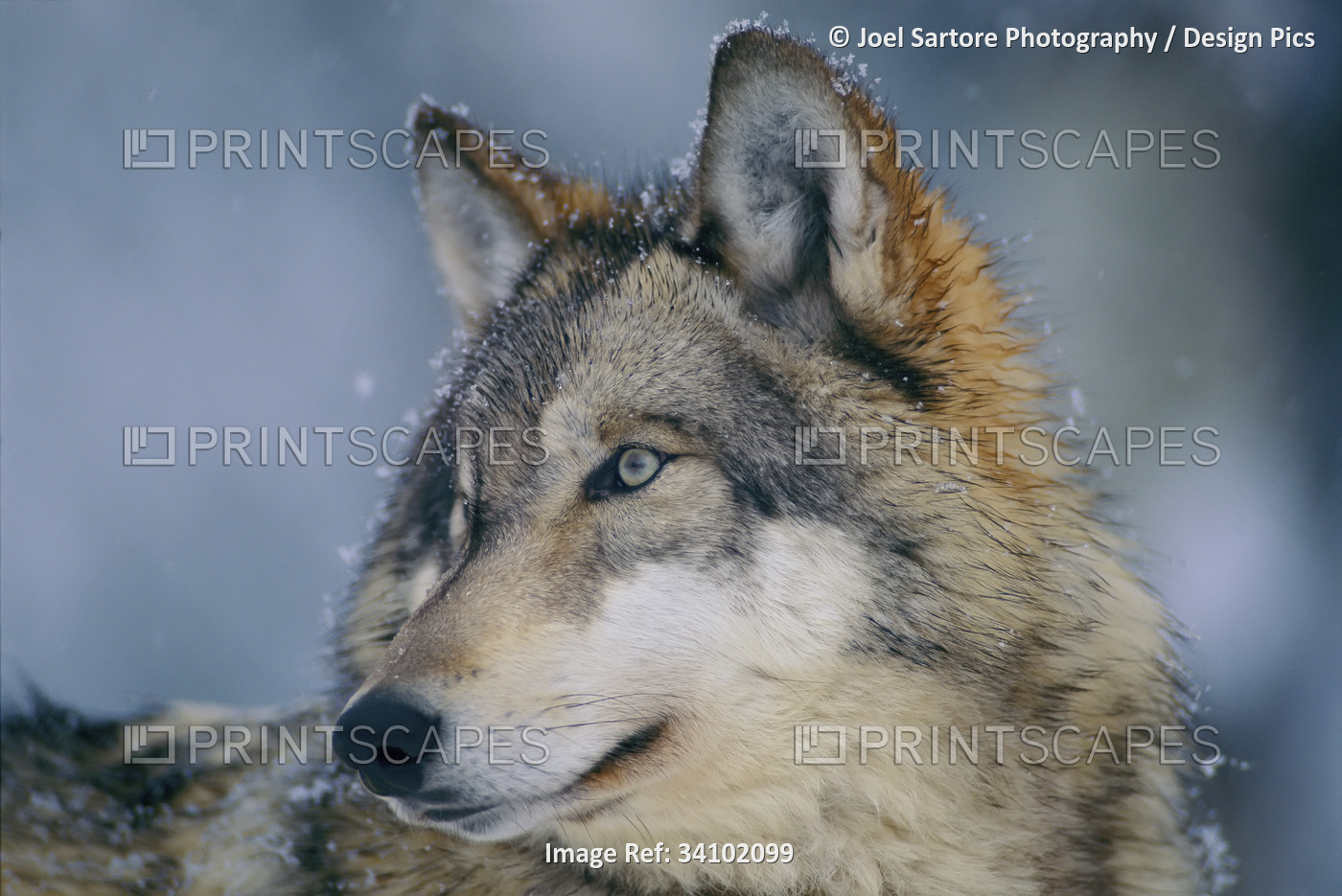 Close-up portrait of a Gray wolf (Canis lupus) in a snowfall with snowflakes on ...