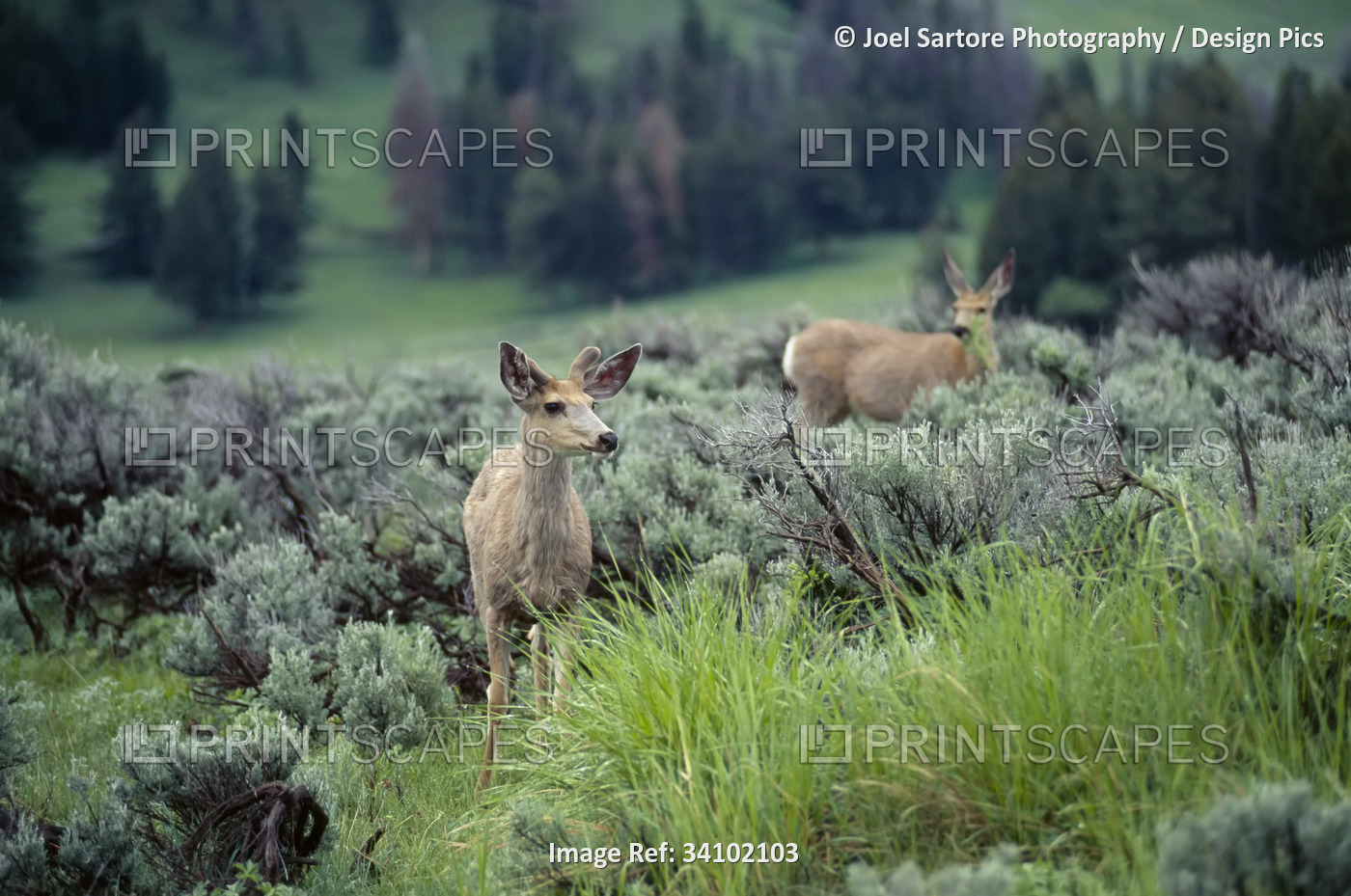Two Mule deer (Odocoileus hemionus) standing alert in a woodland with sage ...