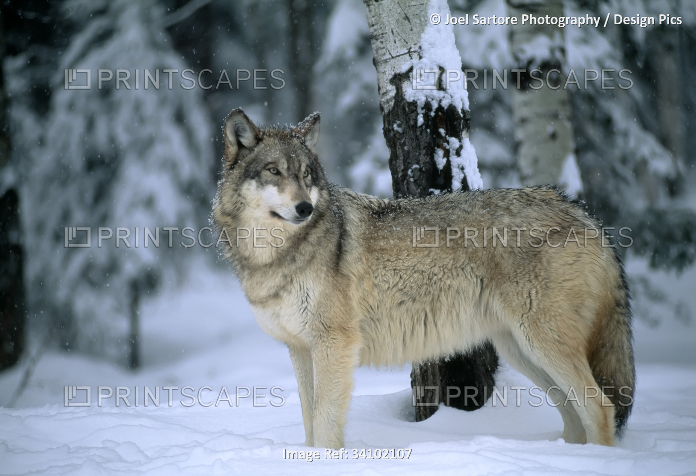 Portrait of a Gray wolf (Canis lupus) in a snowfall with snowflakes on it's ...