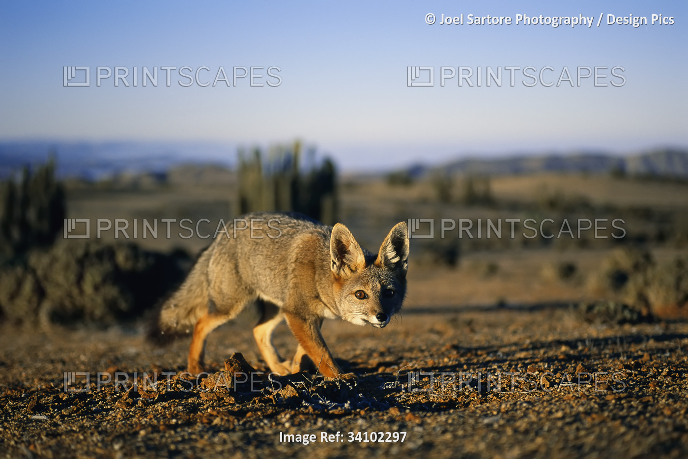 Close view of a Gray fox (Vulpes Cinereoargenteus) eyeing the camera in the ...
