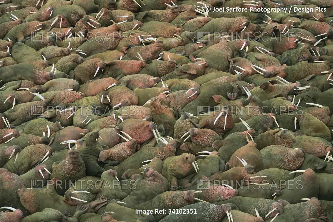 Large group of Walruses (Odobenus rosmarus) resting close together in Togiak ...
